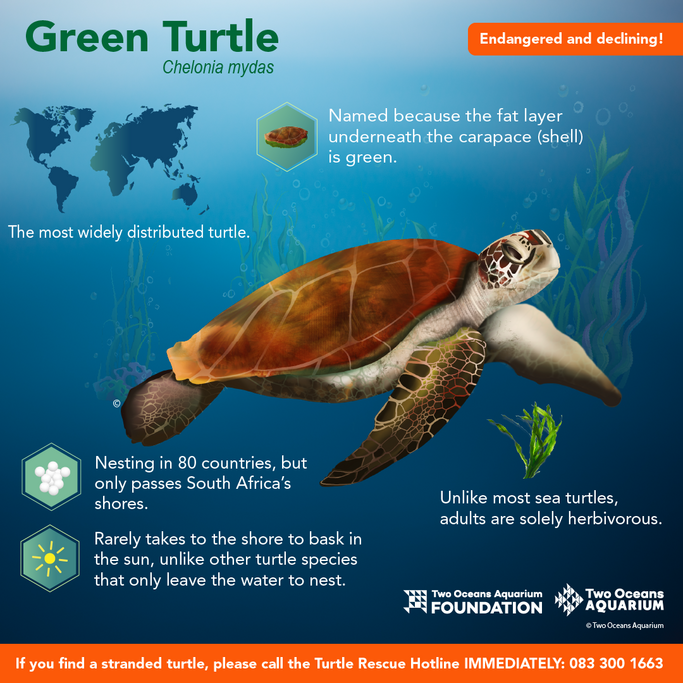 Two Oceans Aquarium World Turtle Day What kinds of turtle do we…