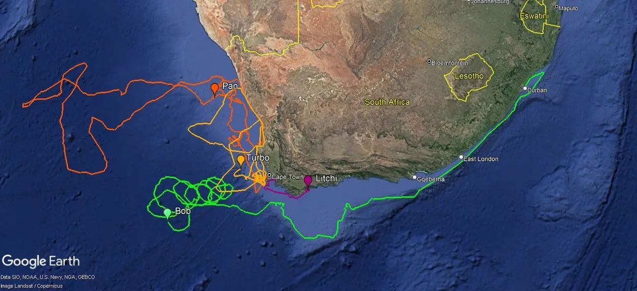 Tracking Bob: Our tribe of traveling turtles