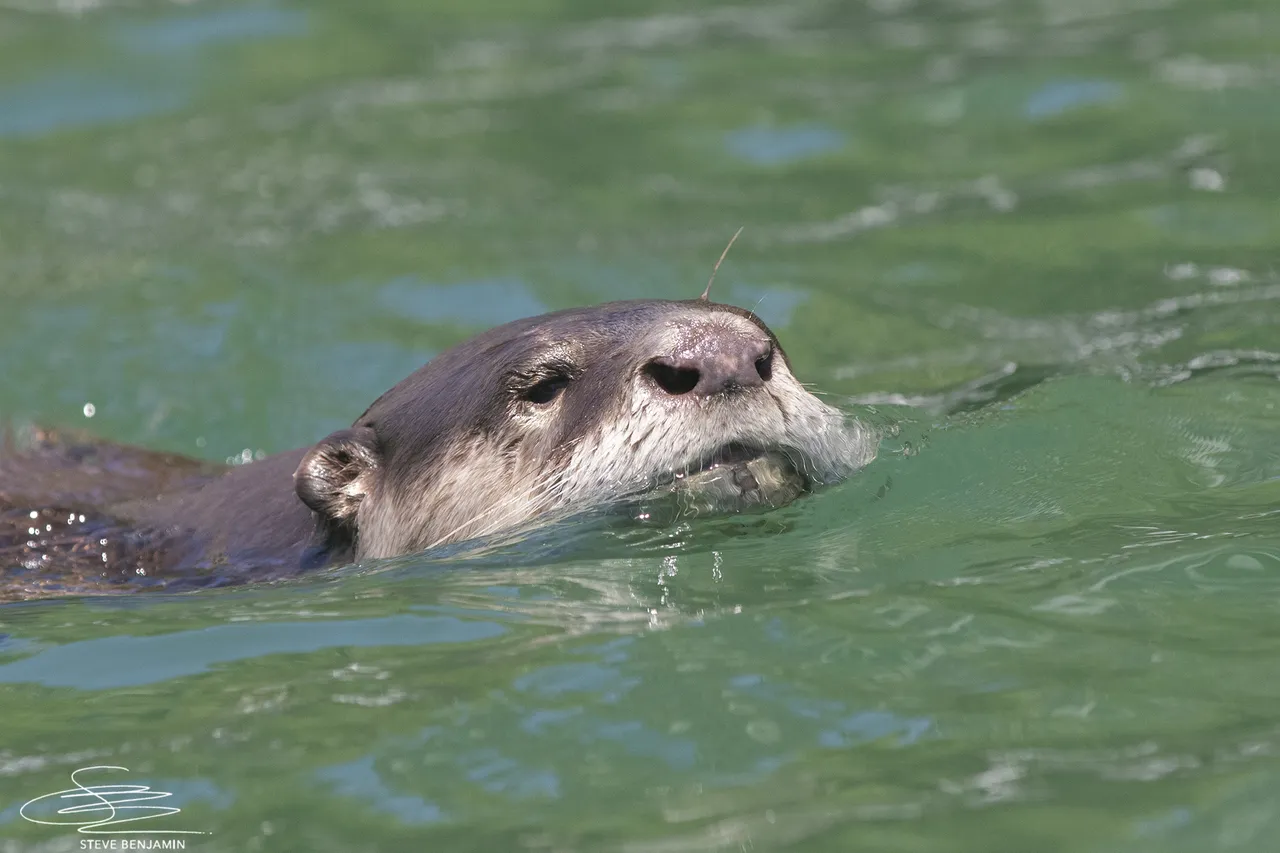 A Cape clawless otter in the canals of the V&A Waterfront. (Credit: Steve Benjamin)