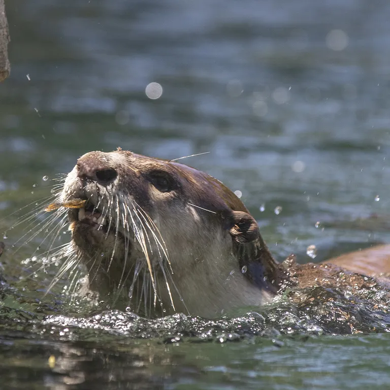 Marine Wildlife Management Programme