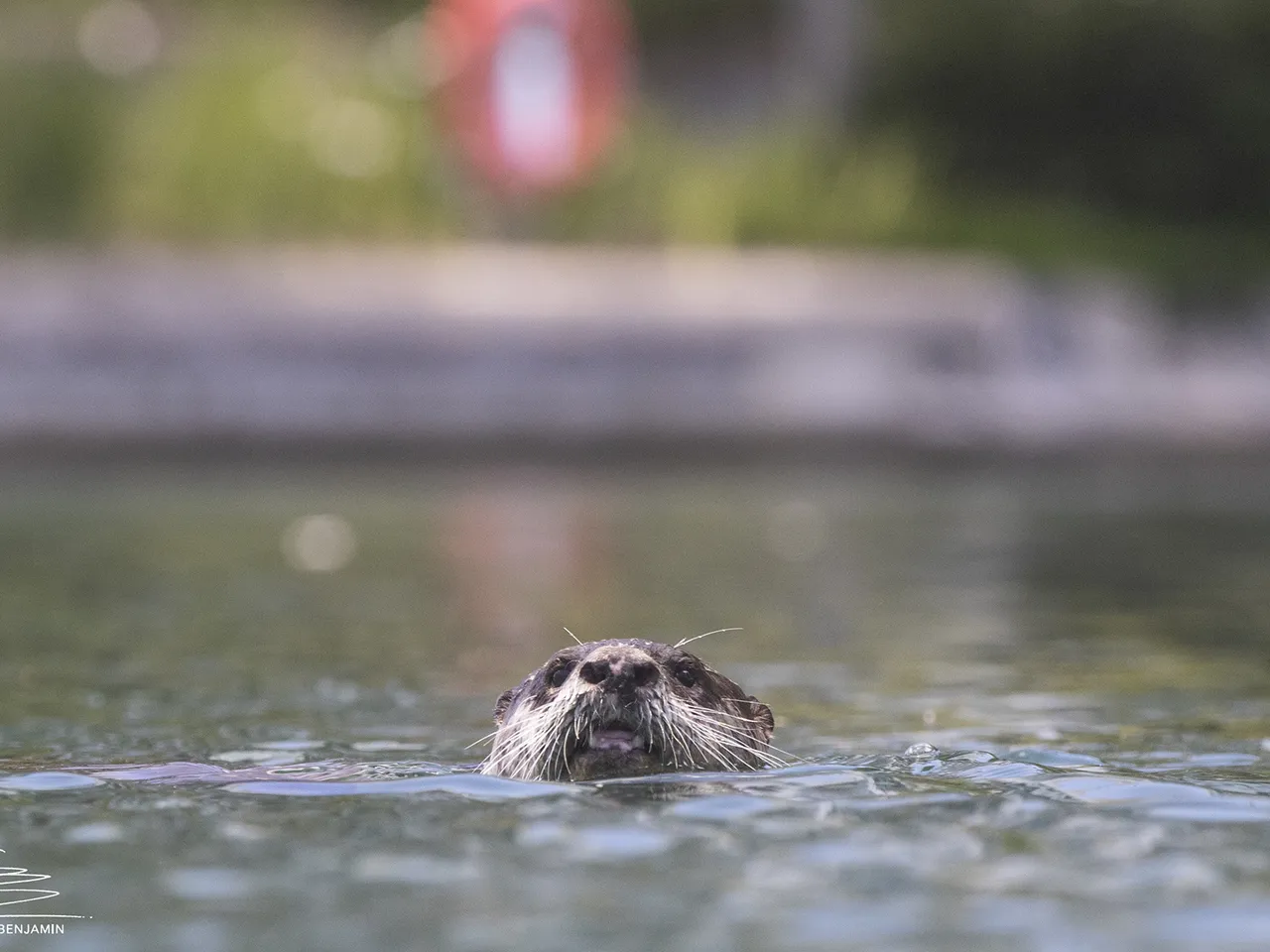 Urban Otter Project