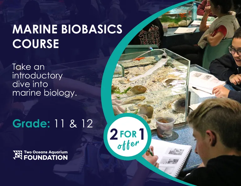 Take a dive into exciting ocean courses from Grades 7-12 this school holiday