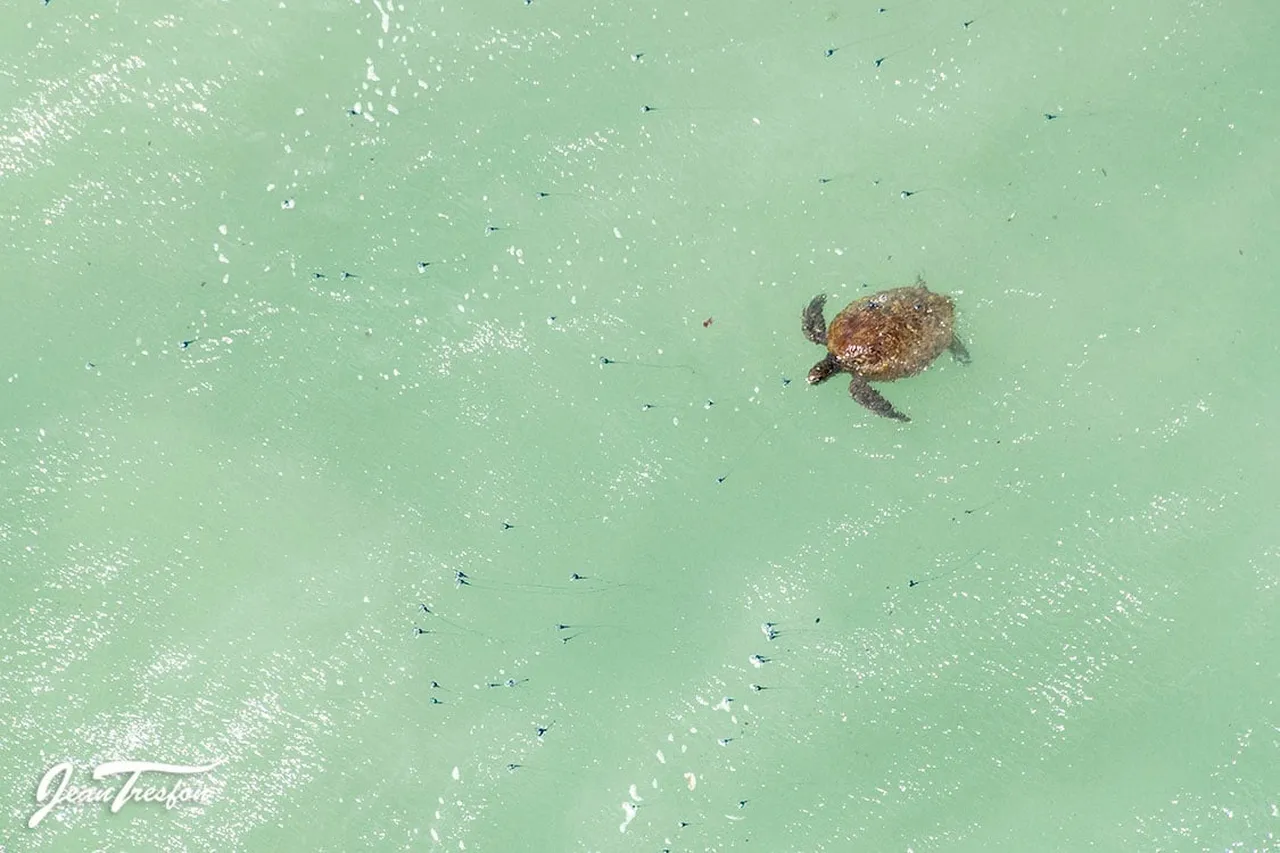 270082105 472485940905343 5142767642760385616 n