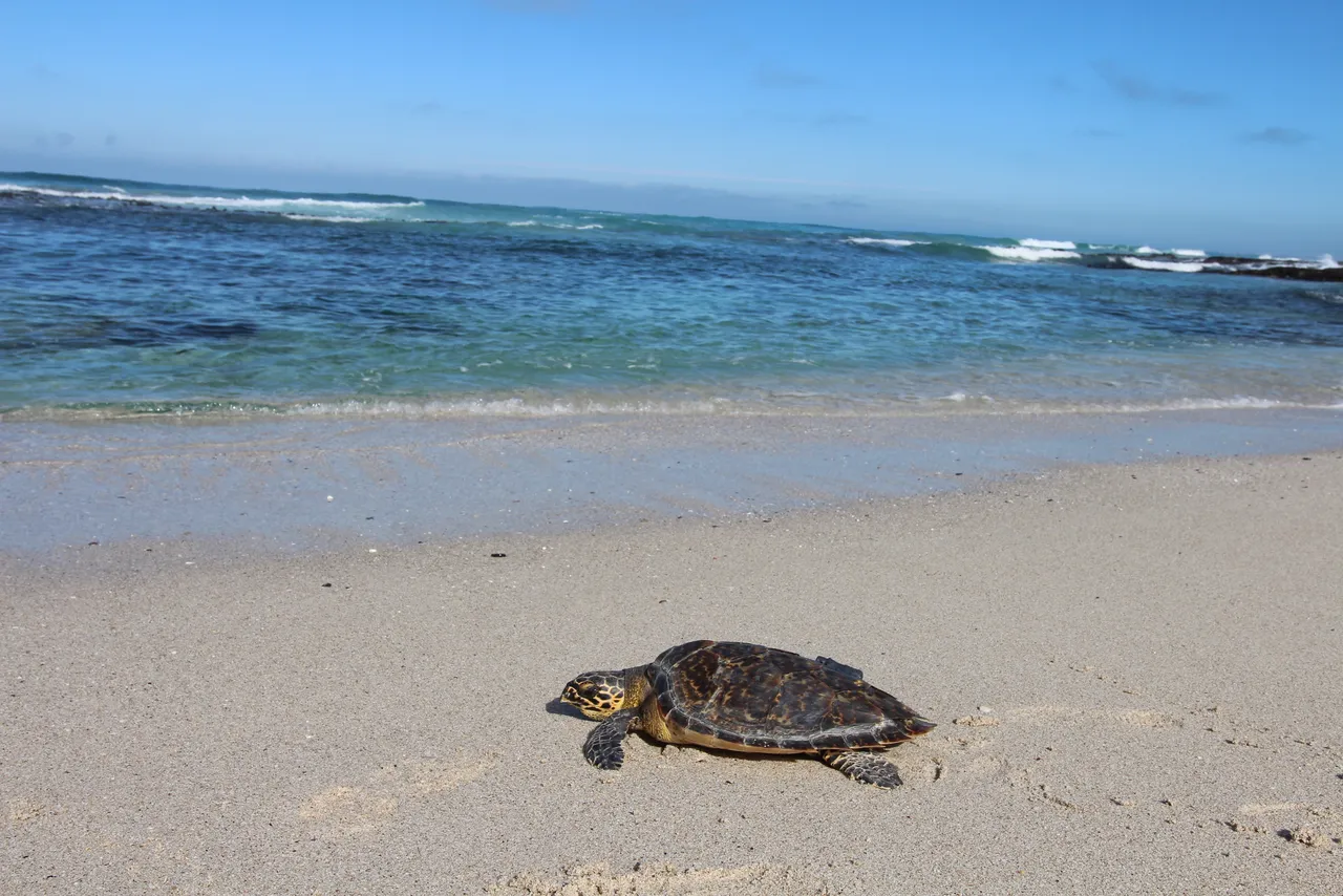 The Magic of De Hoop: Five turtles successfully released into De Hoop Nature Reserve
