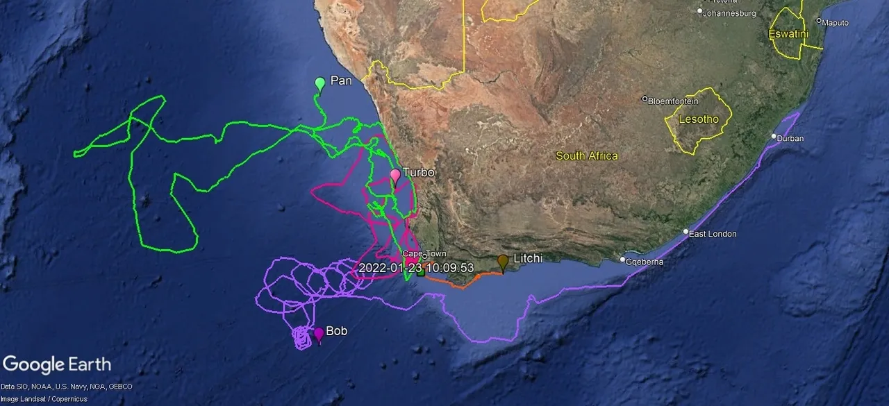 Tracking Bob: Catching currents with the turtle crew