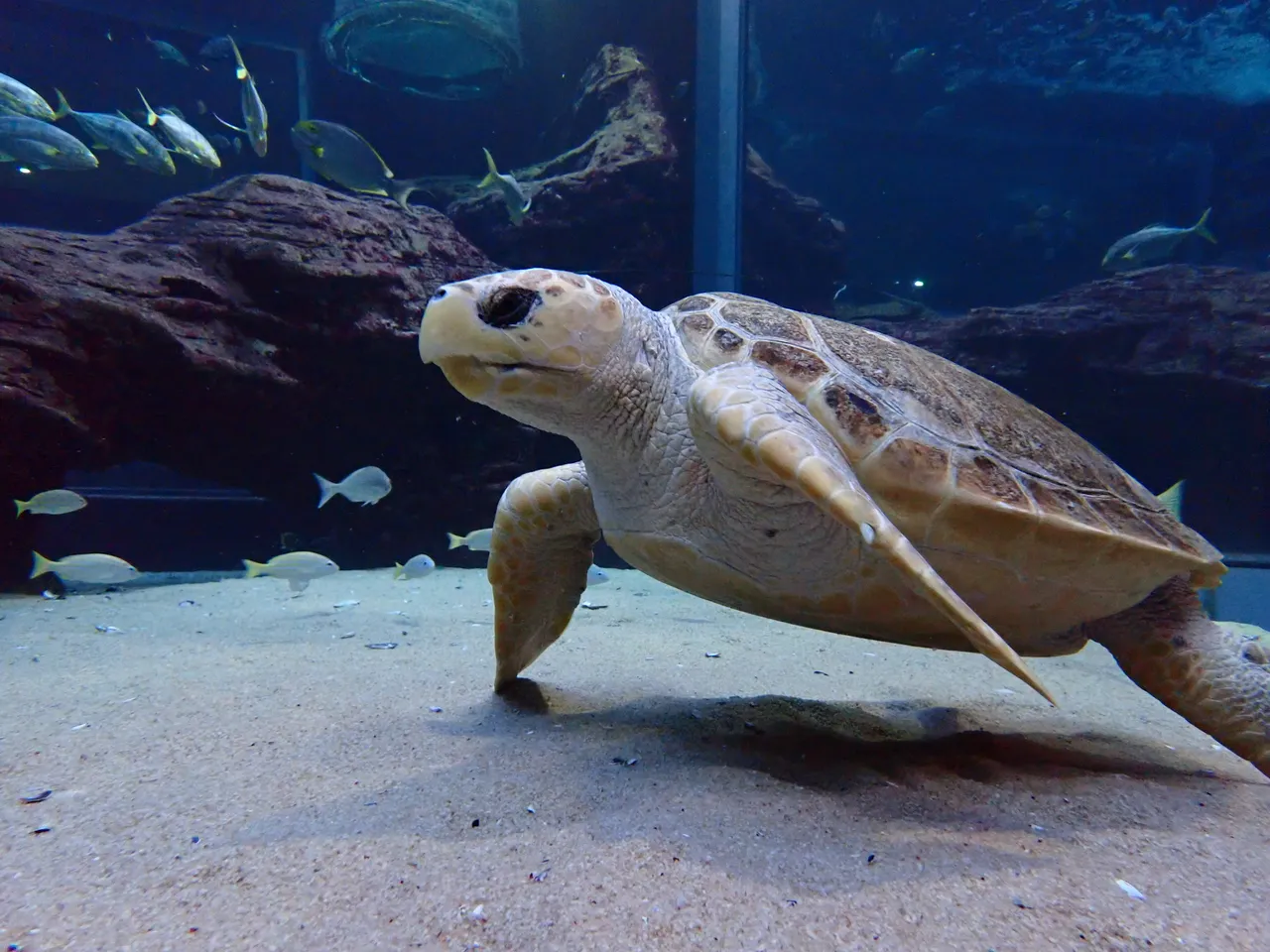 Tracking our turtles: Nobomvu is exploring the continental shelf!
