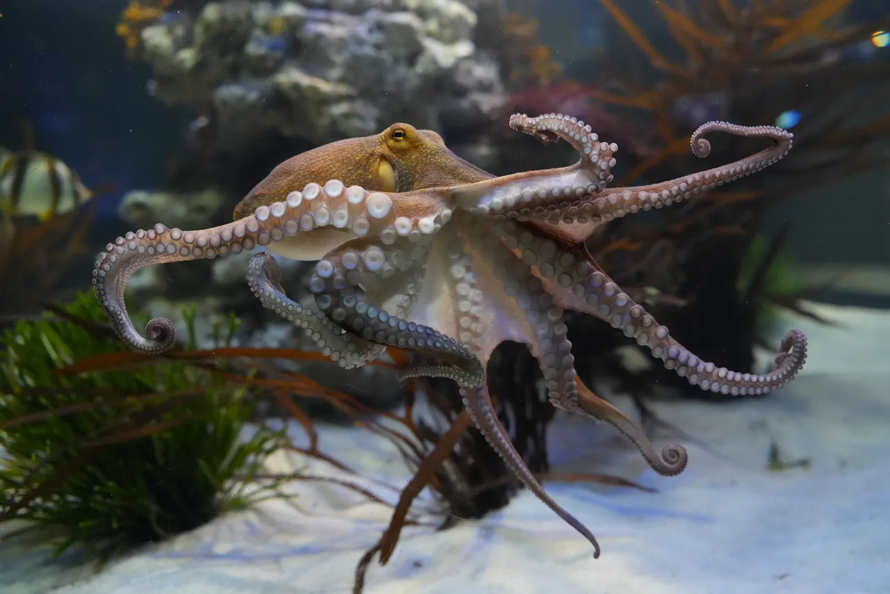 Happy Cephalopod Week!