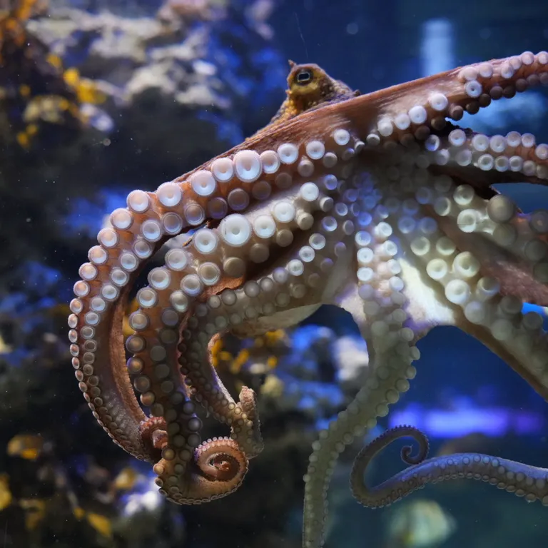 Octopuses