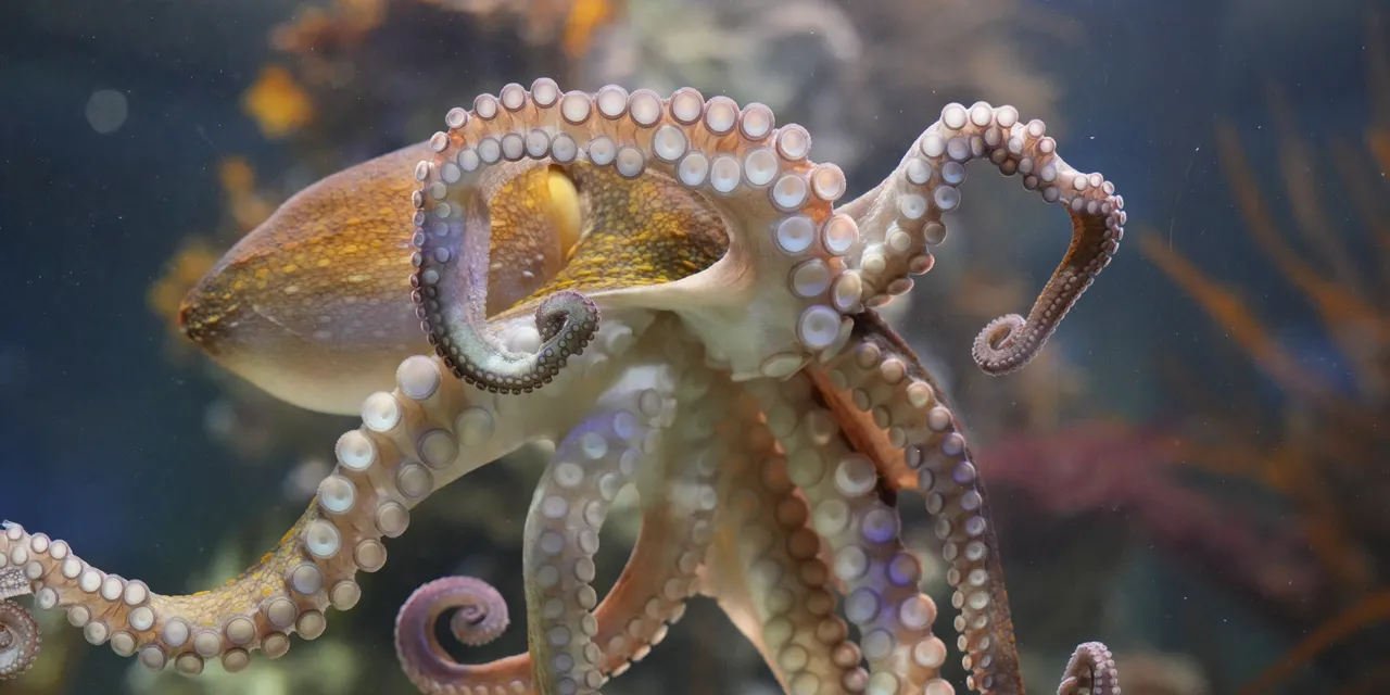 Octopuses