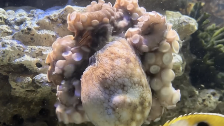 Happy Cephalopod Week!