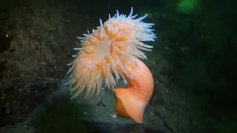 7 cool anemone facts you may not know!
