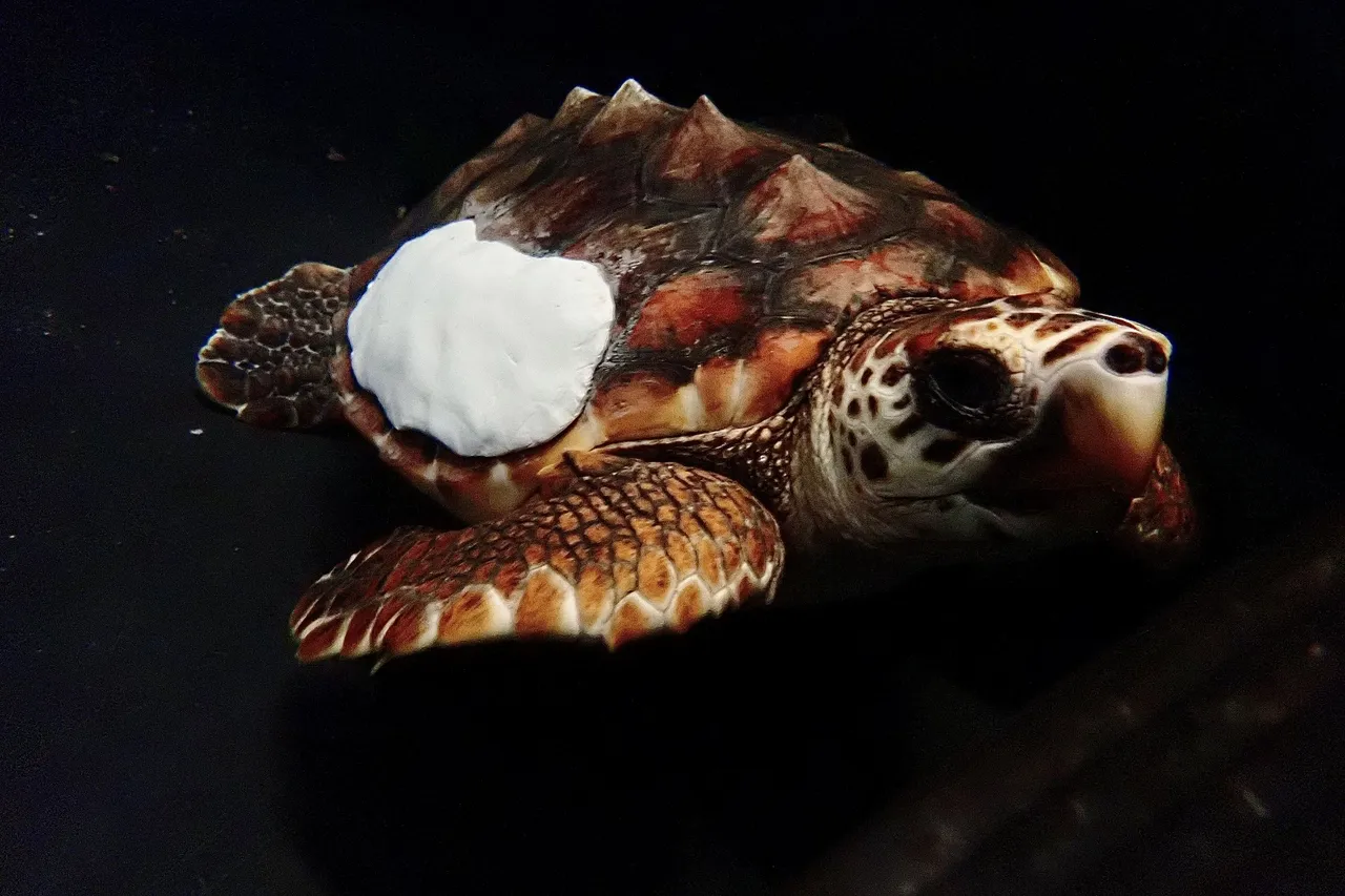 B4 C68648 A884 4759 AC77 BC76340 EECB1 1