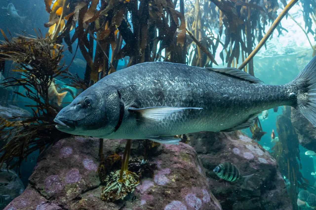 Kelp Forest 1 3a0bc792f46c950b79b4b9f1dccbe94d