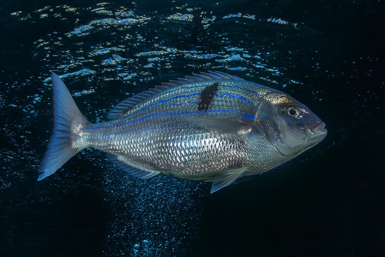 Seventy four G Spiby