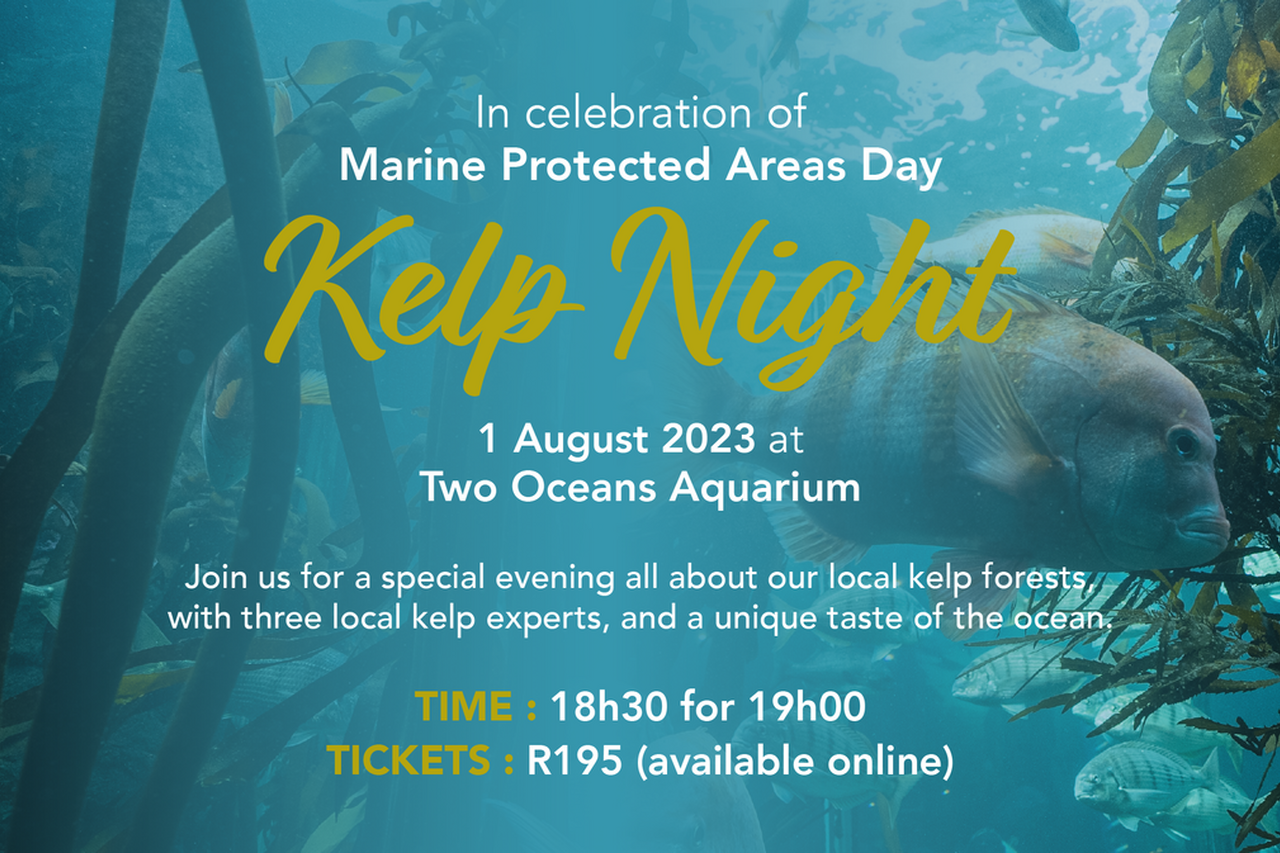 KELPNIGHT TOA 2023 03 2f8ab07c3b37edb454c896adad412303