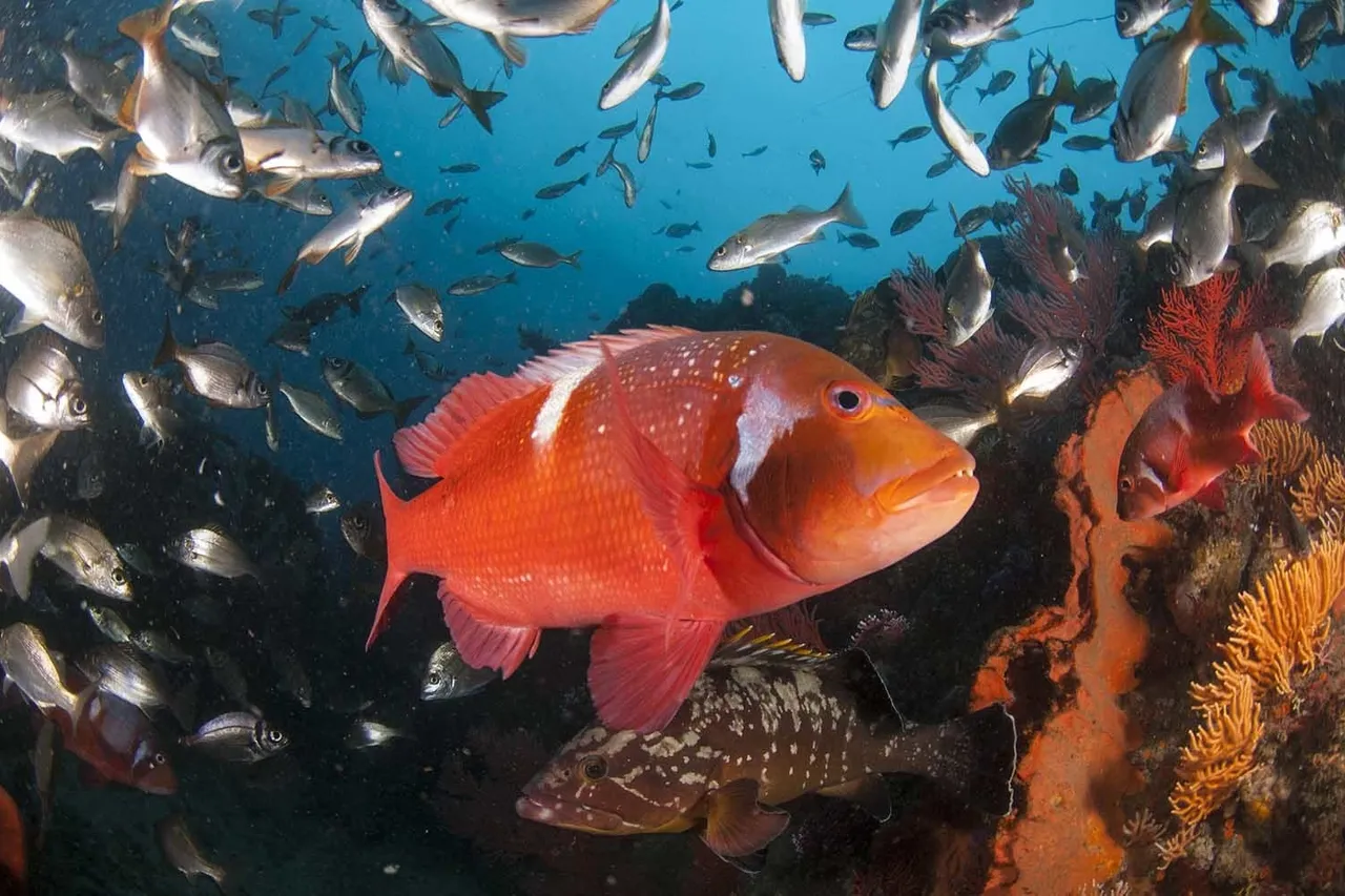 De hoop marine protected areas south africa steve benjamin fish roman web