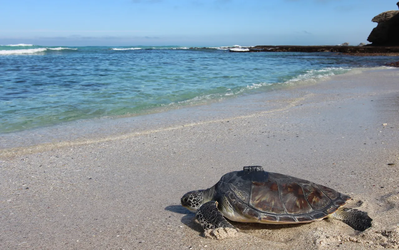 Aquarium animals and the MPAs they call home