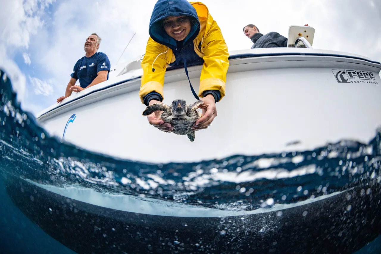 69 endangered sea turtles returned to the ocean after successful rehabilitation