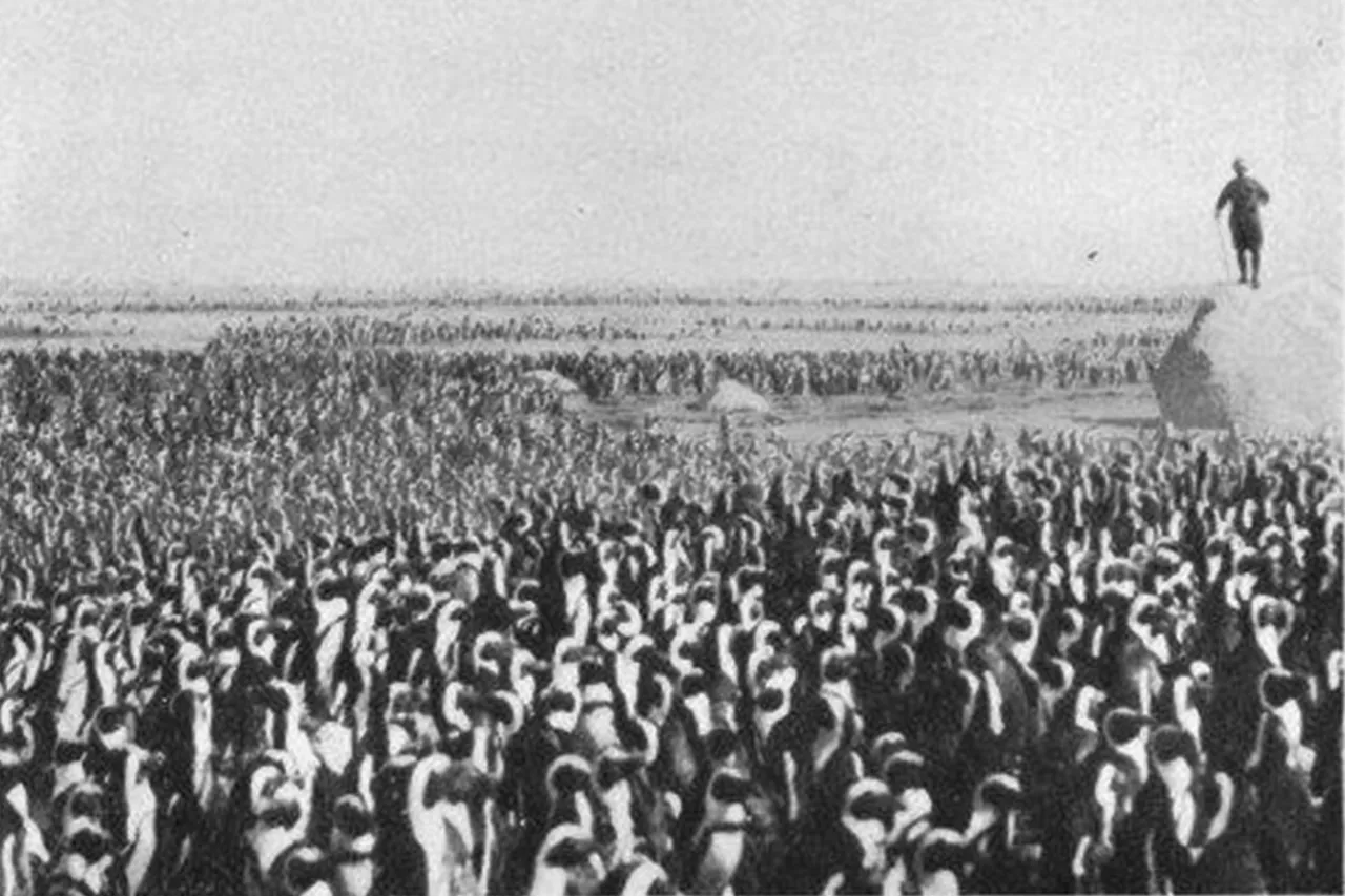 Dassen Island 1900s Cherry Kearton BBC bw58