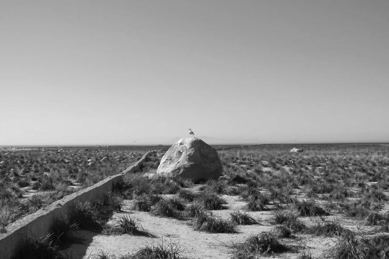 Dassen Island 2014 Christina Hagen bw9