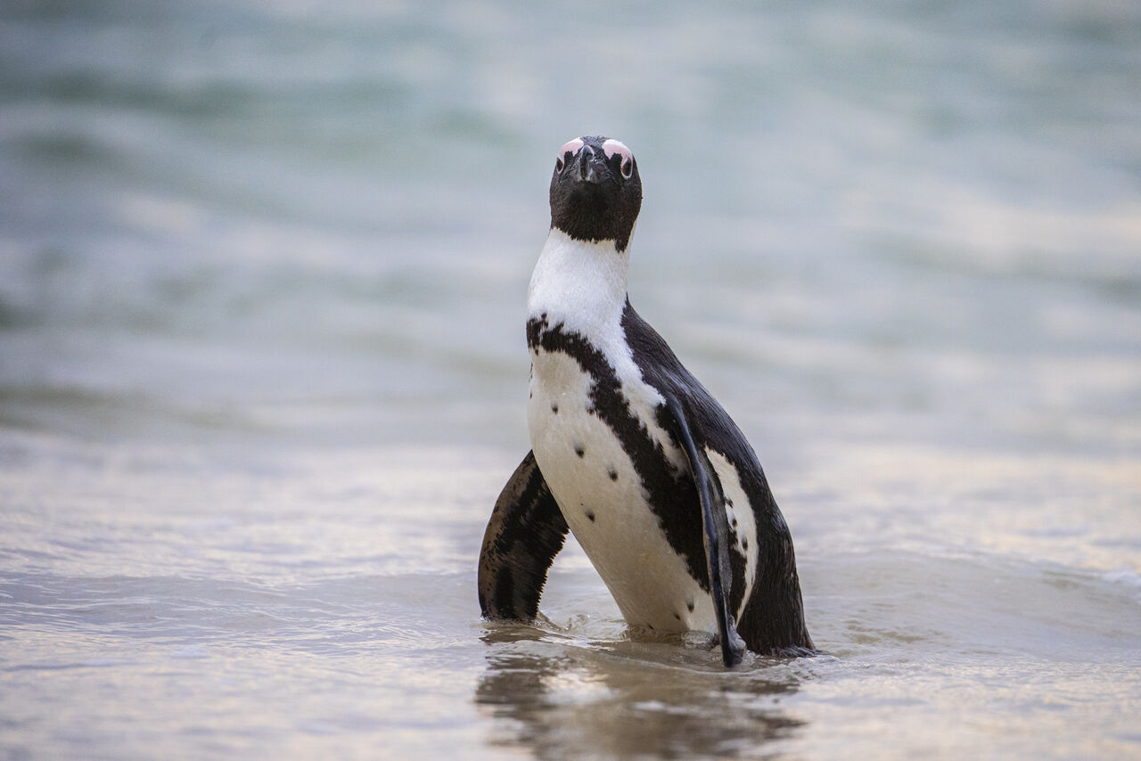 Sylvia Earle's appeal to save the African penguin
