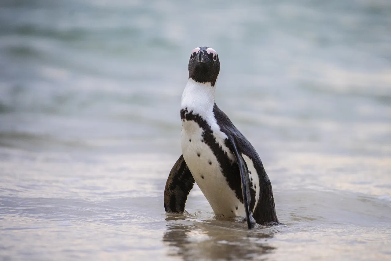 Dr Sylvia Earle's appeal to save the African penguin