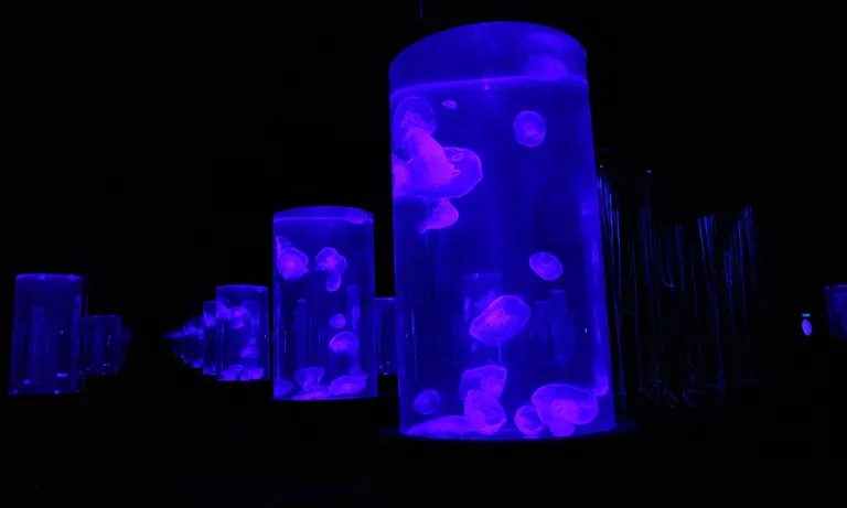 Jellyfish