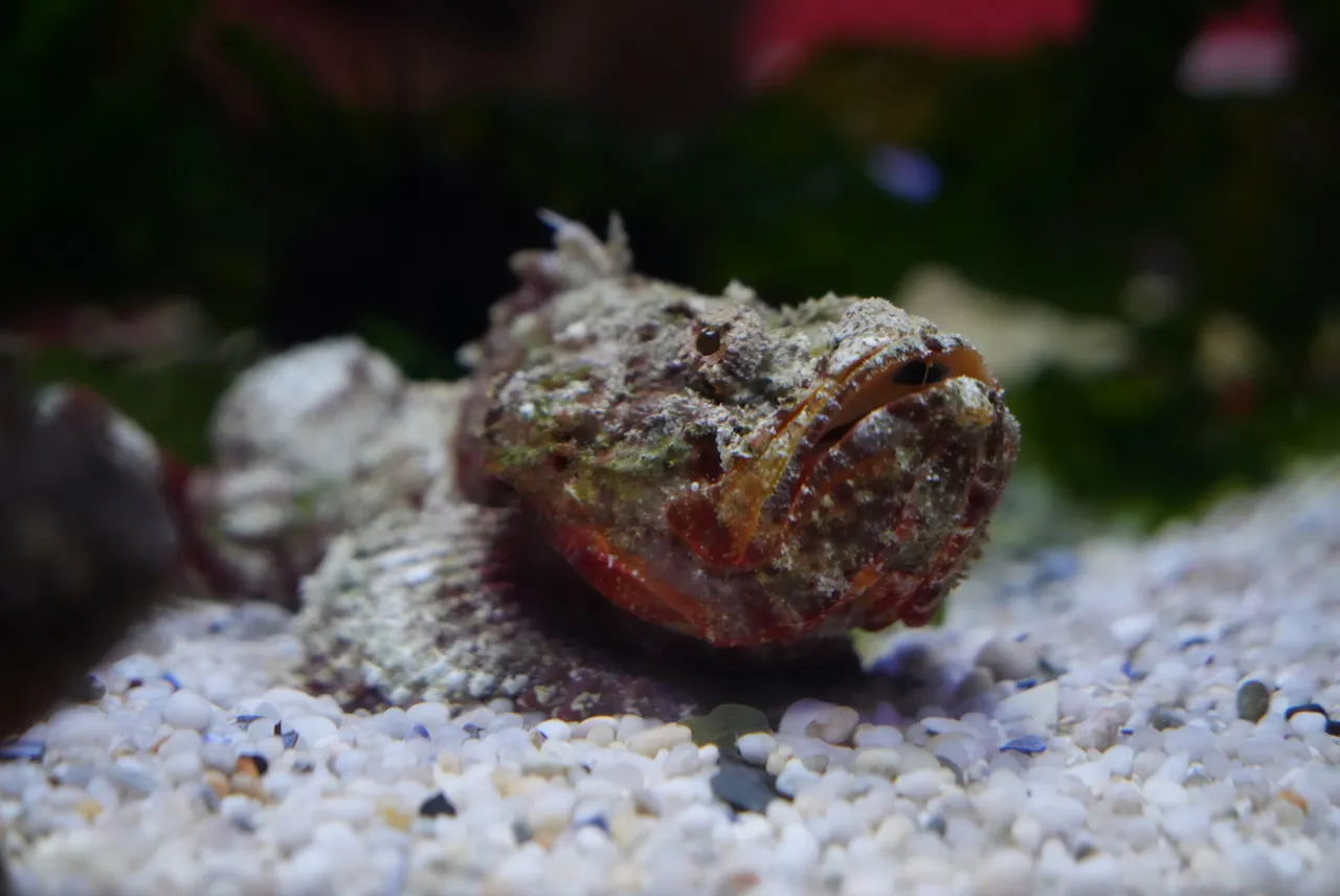 Everything you should know about scorpionfish