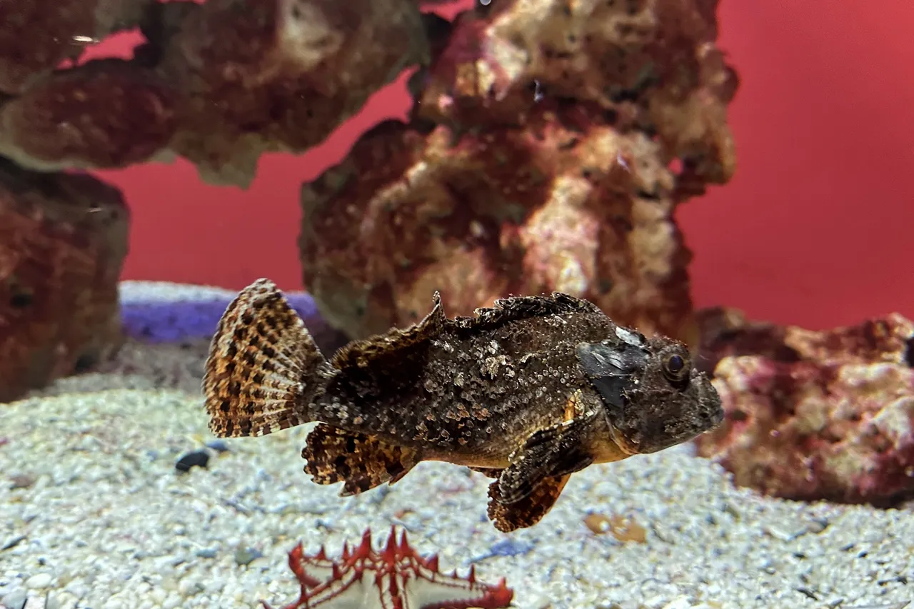 Stonefish 1