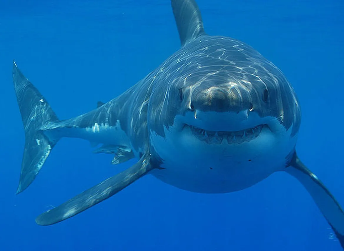 640px Great white shark south africa