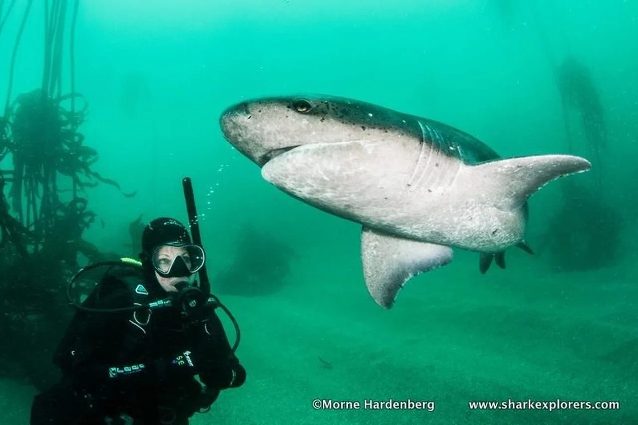 SG diver Morne Hardenberg