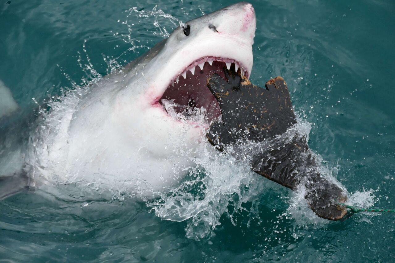 A great white shark attempting to eat a seal decoy. Credit: Bernard Dupont