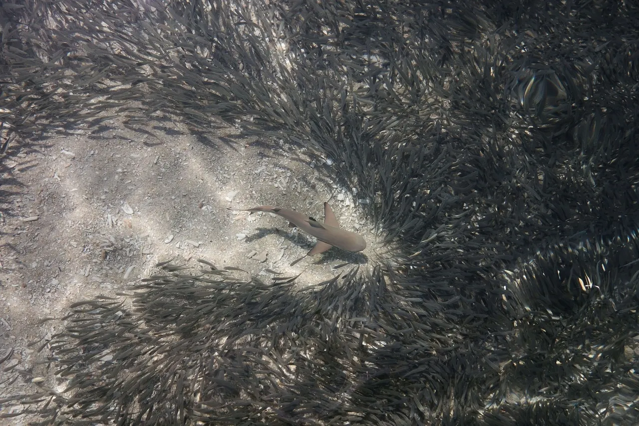 A juvenile blacktip reef shark on the hunt. Credit: Kris-Mikael Krister
