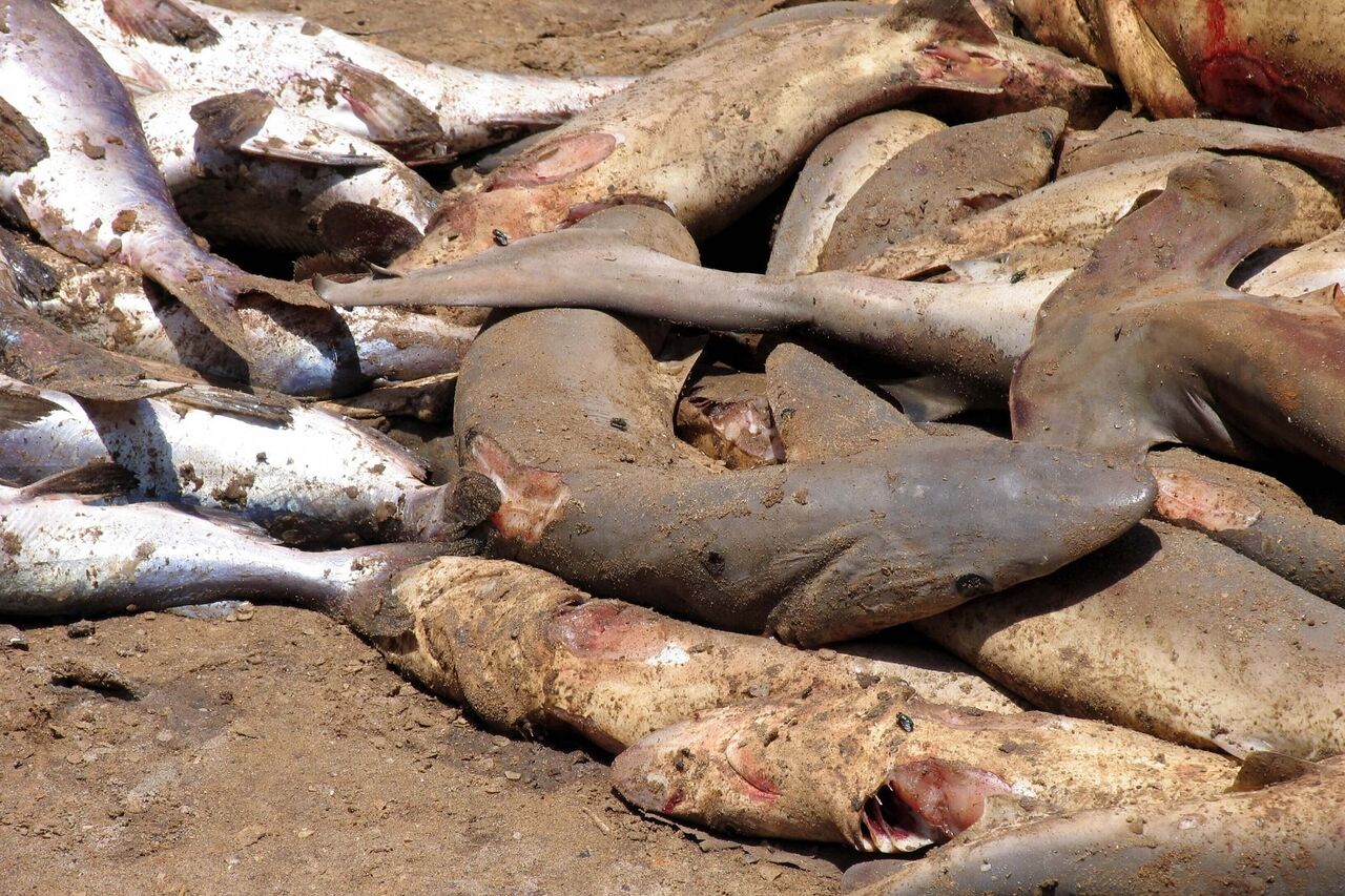 Millions of sharks are killed each year for their fins. Credit: Sebastián Losada