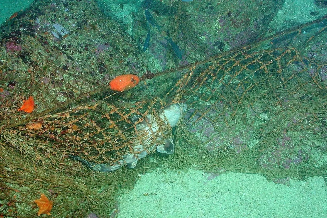 A derelict gill net continues to 'ghost fish'. In this case, a shark has recently become entangled in the net and died. Credit: NOAA Photo Library