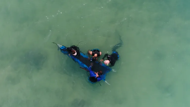 Everything you've ever wanted to know about sharks in South Africa