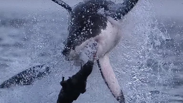 Everything you've ever wanted to know about sharks in South Africa