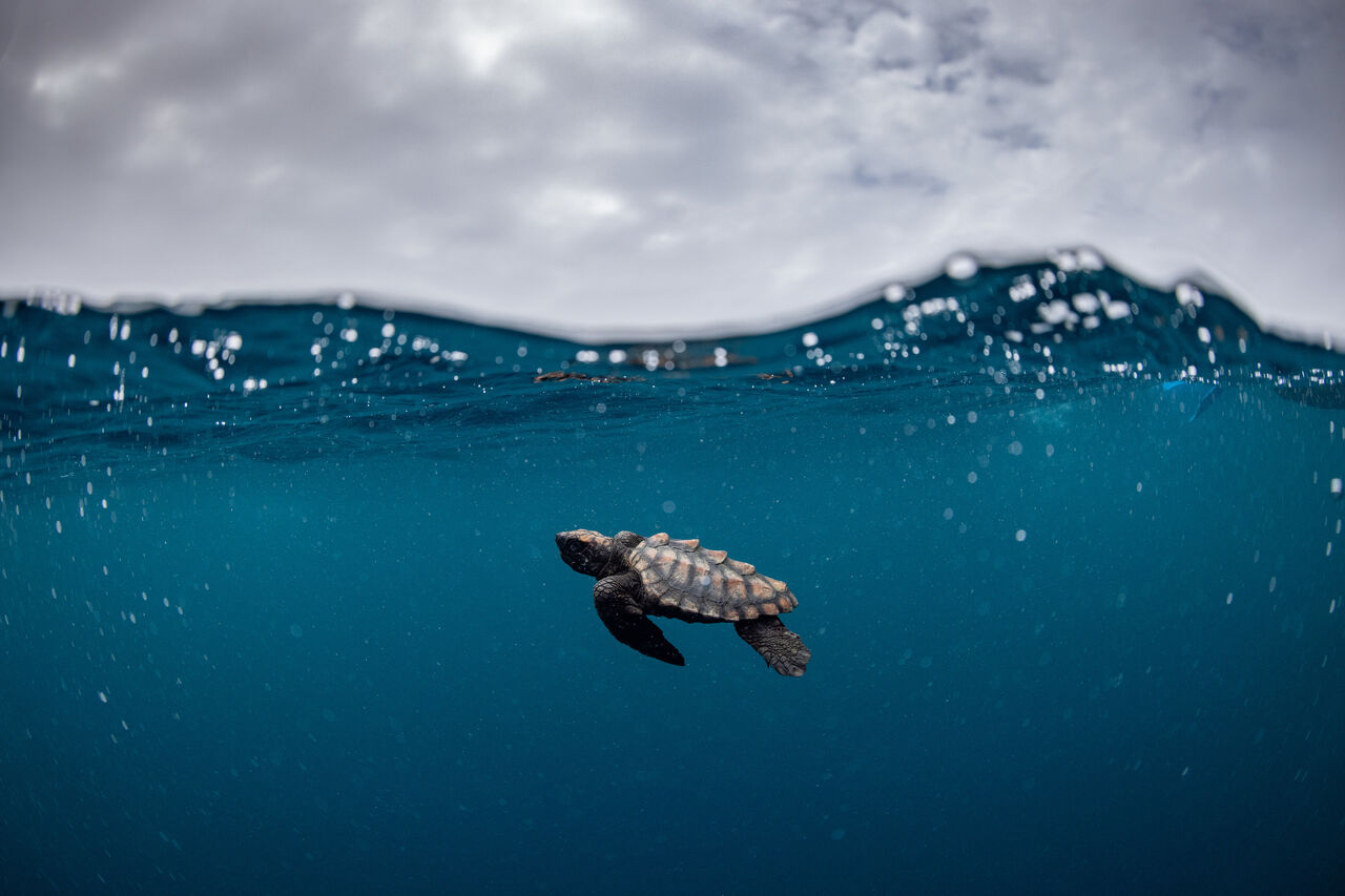 A released loggerhead turtle hatchling. (Credit: Temujin Johnson)