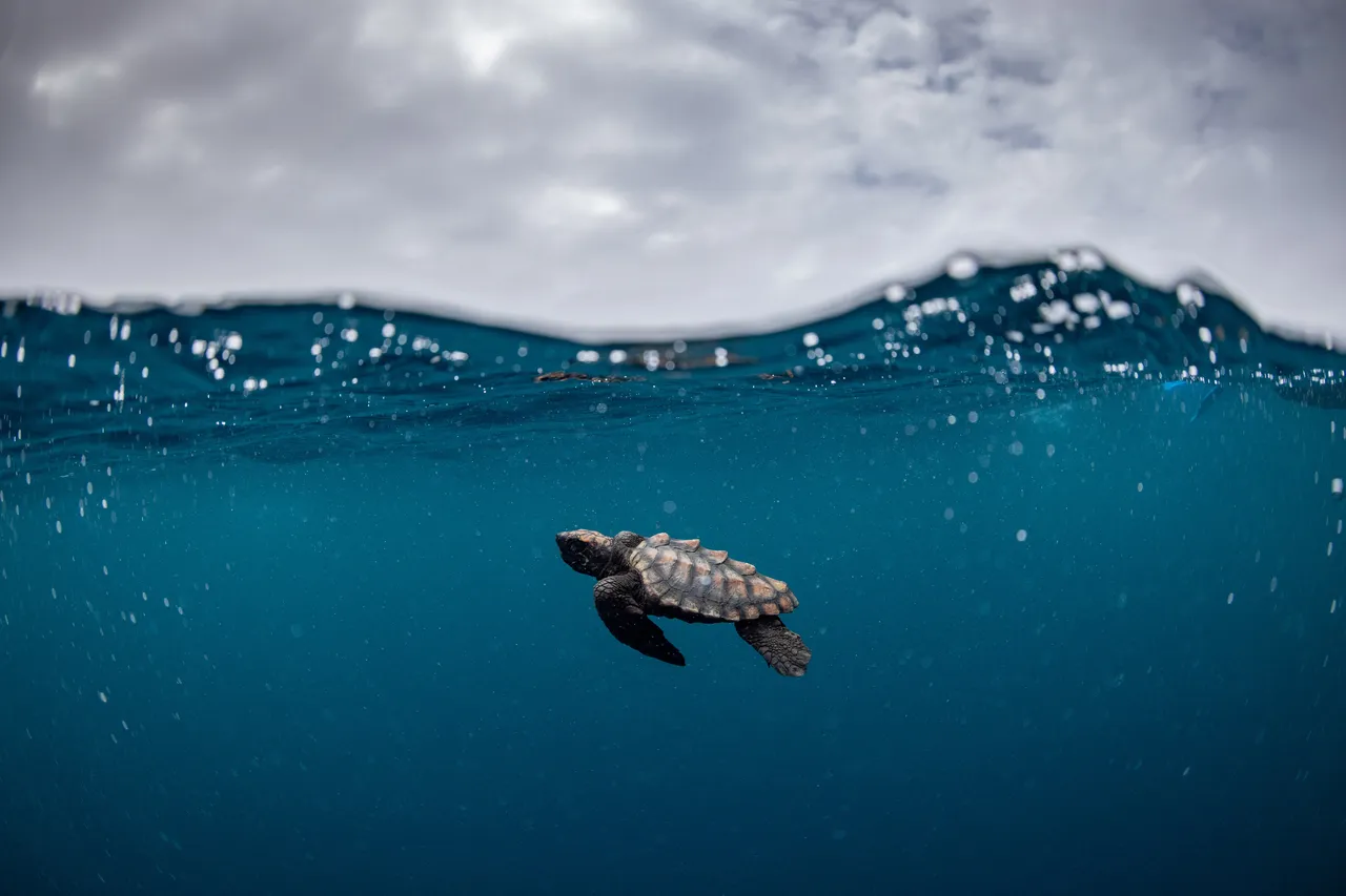 A released loggerhead turtle hatchling. (Credit: Temujin Johnson)