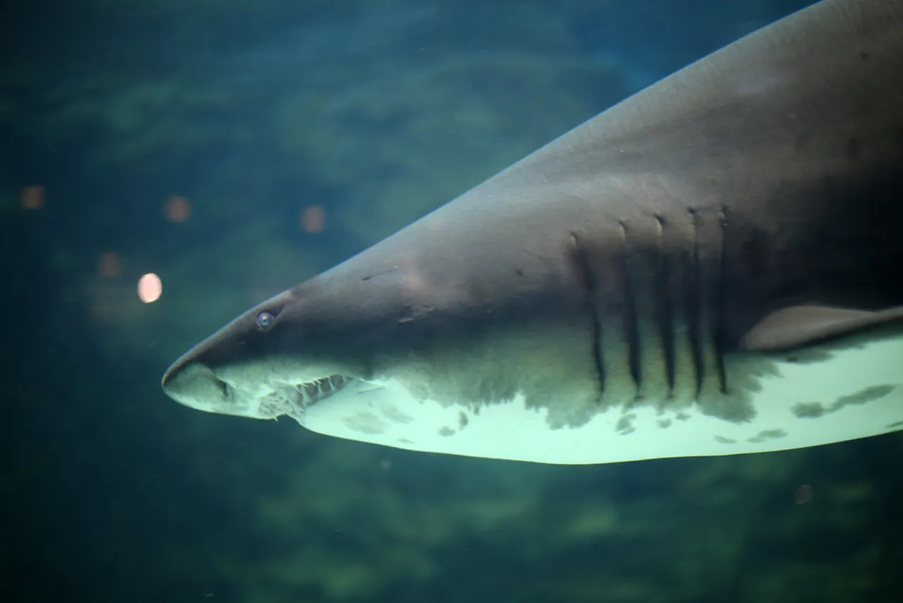 Everything you've ever wanted to know about sharks in South Africa