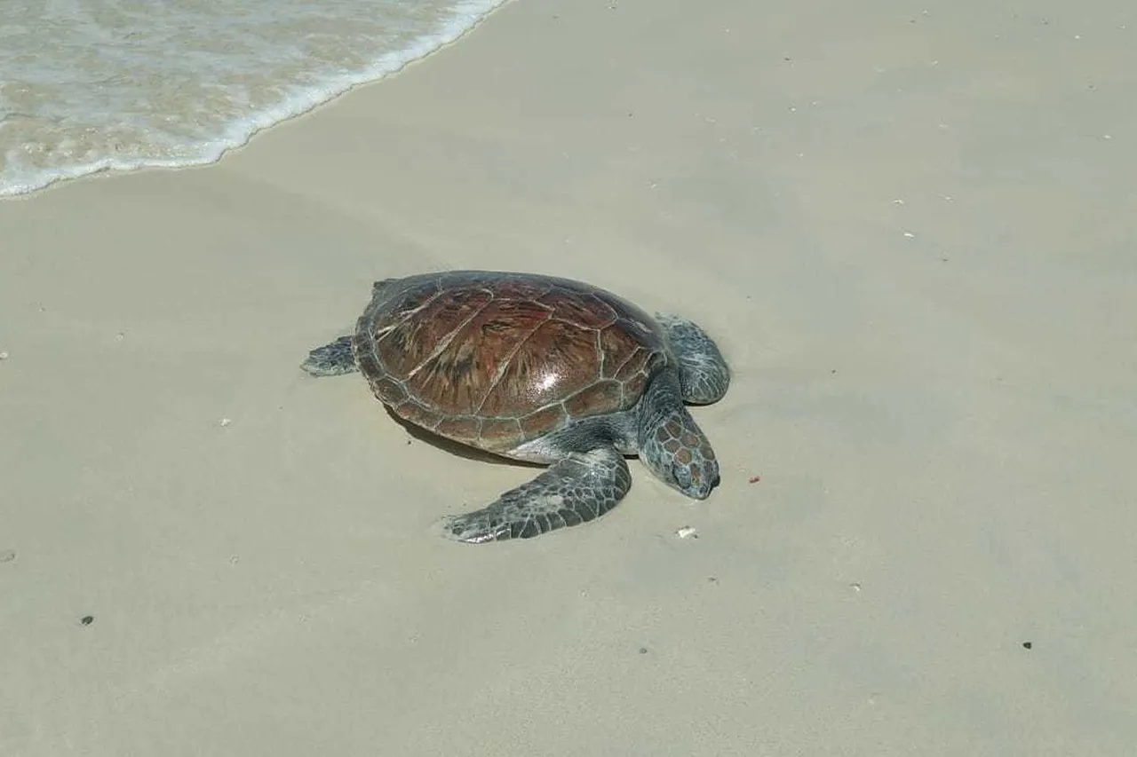 4bedee52 3b92 4951 ae25 c7df374243f7