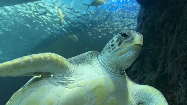 Meet Bheni, the green turtle!