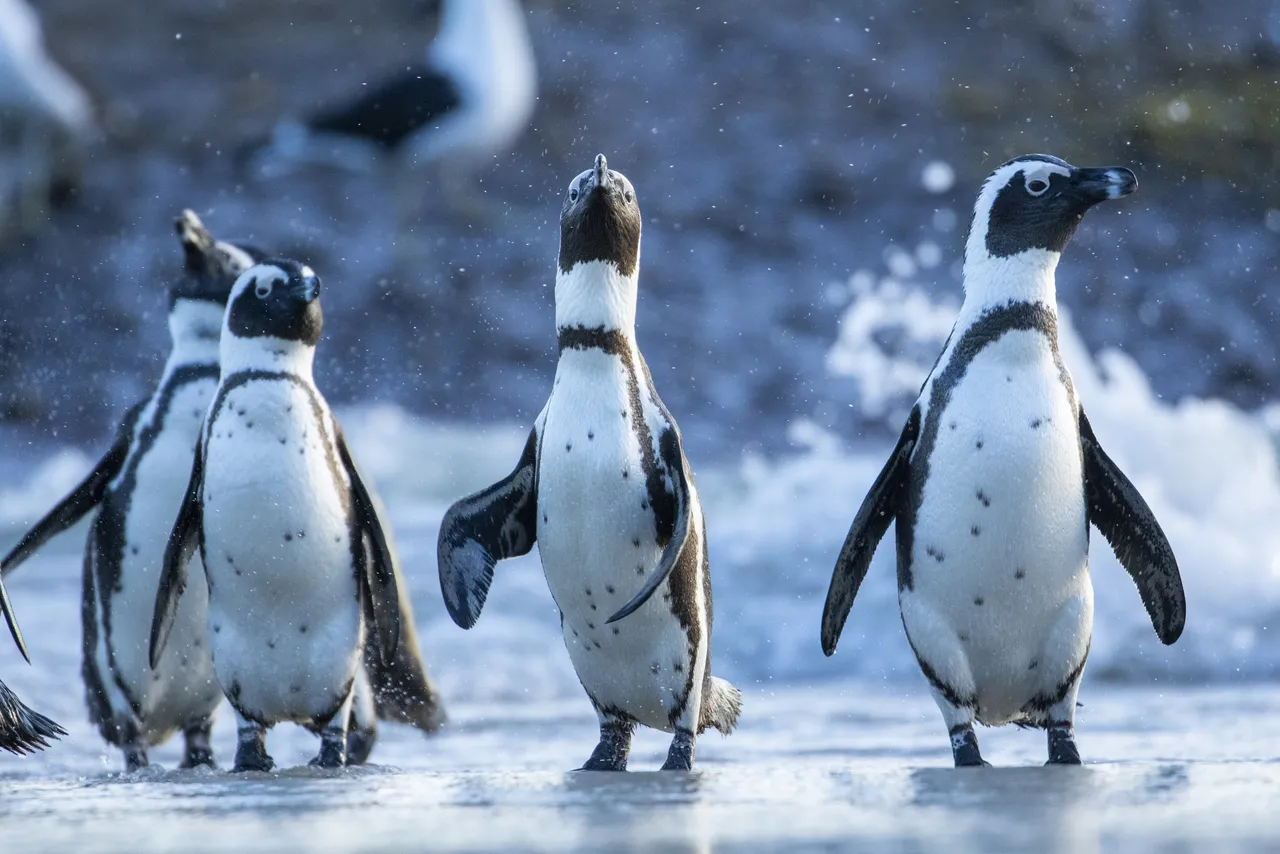 Why do penguins waddle?