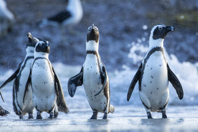 Two Oceans Aquarium | Why do penguins waddle?