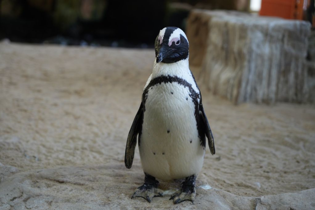 Two oceans aquarium why do penguins waddle 