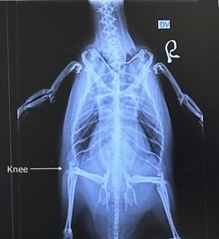 Two Oceans Aquarium | Why do penguins waddle?