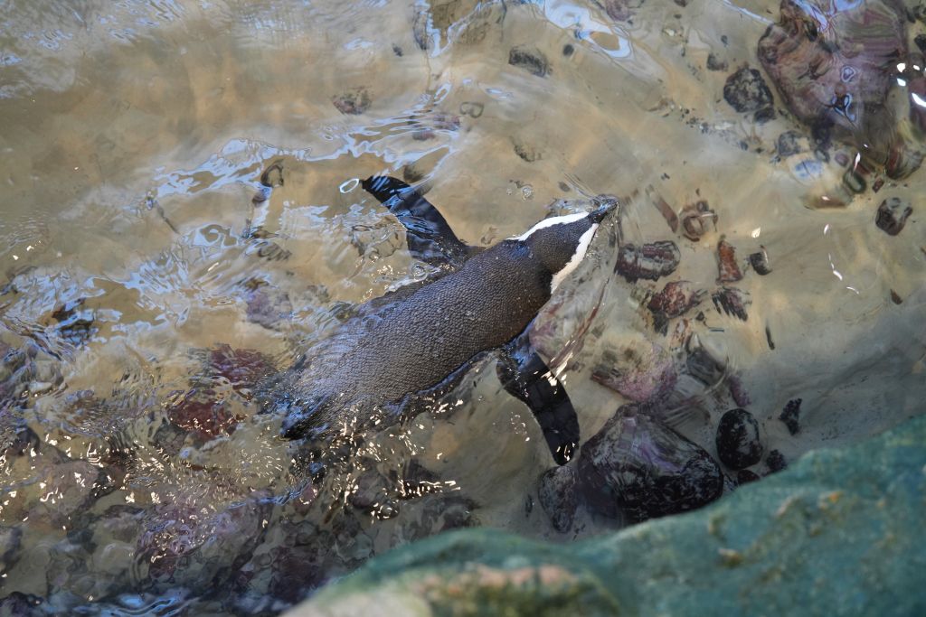 Two oceans aquarium why do penguins waddle 
