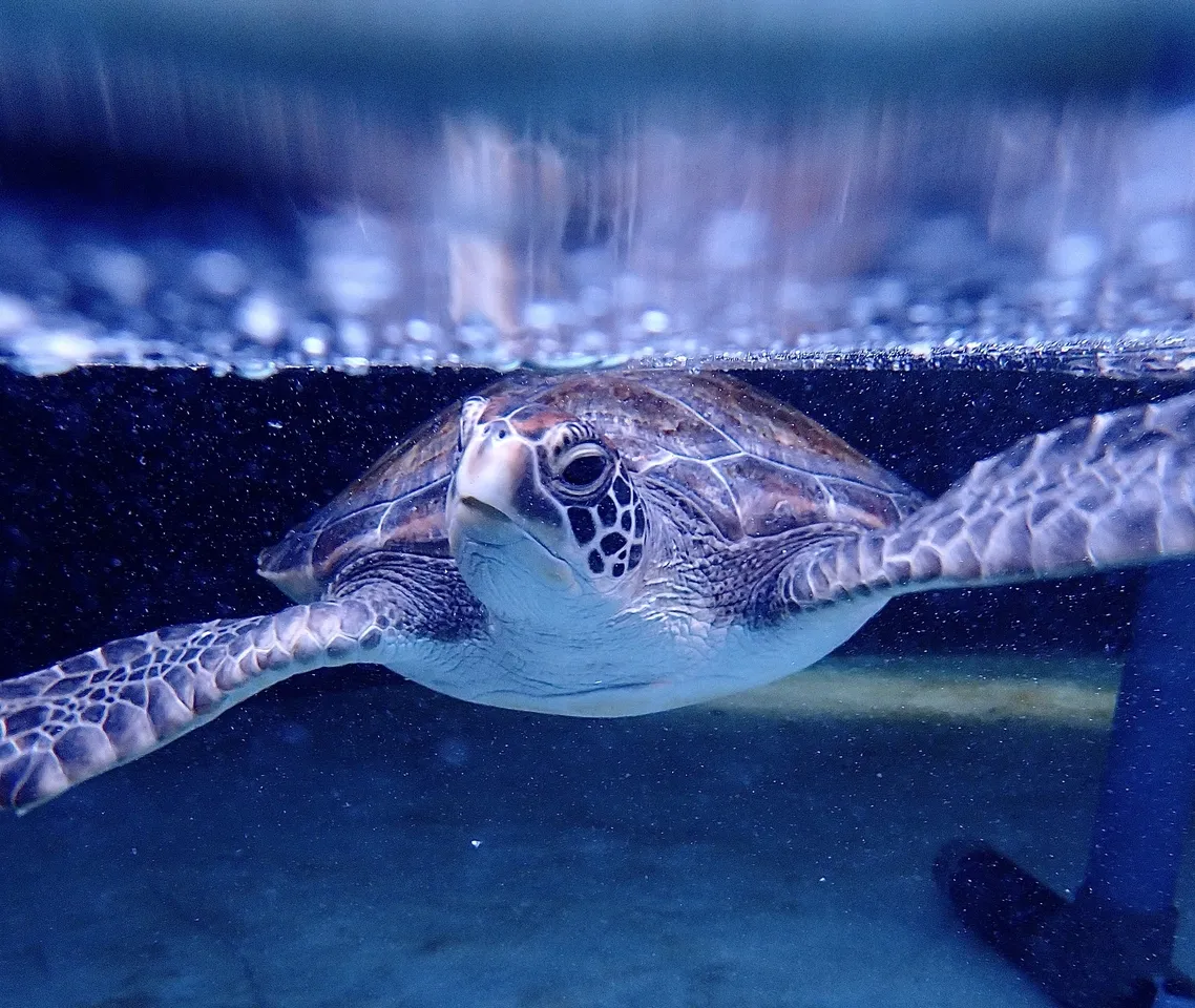 Litchi in the limelight: De Hoop and beyond!