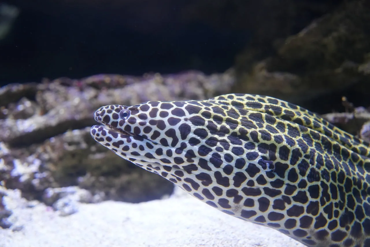 5 Aquarium animals you should meet this holiday!
