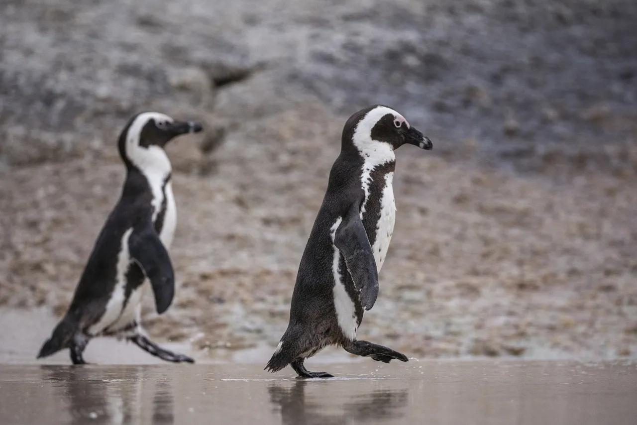 Why are African penguins going extinct?